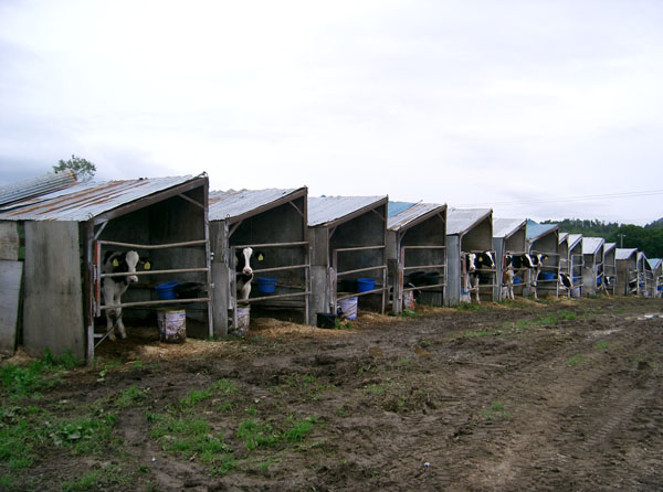 牛小屋（ハッチ）　2007年9月撮影