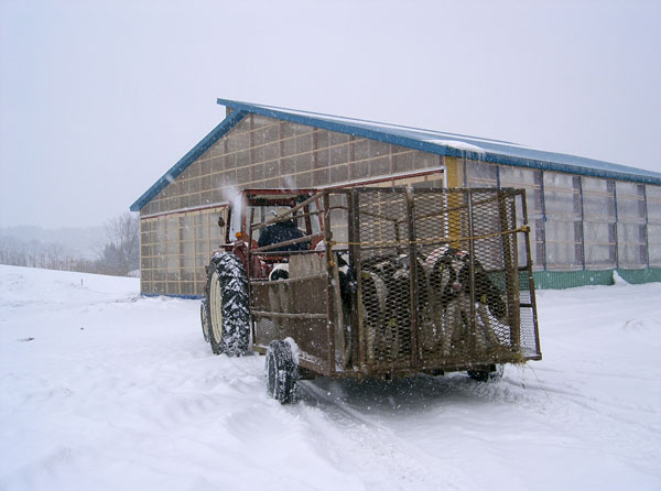 子牛の牛舎移動　2007年3月撮影